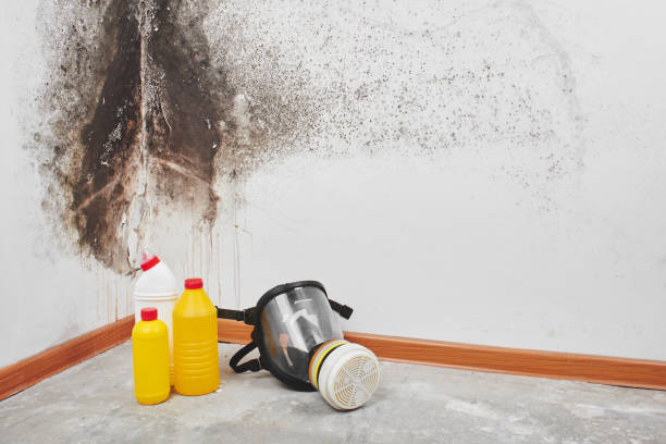 Best Same-Day Mold Removal  in Lake City, FL