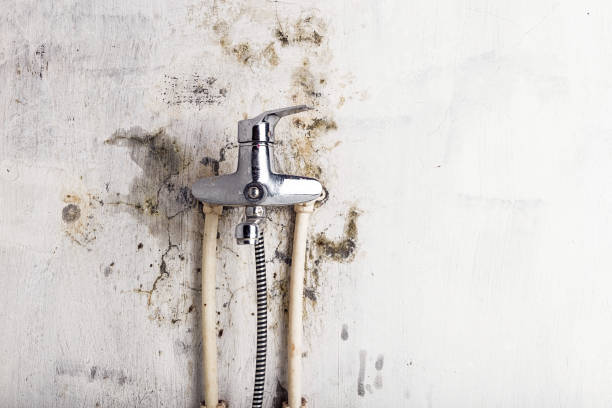 Best Certified Mold Removal  in Lake City, FL