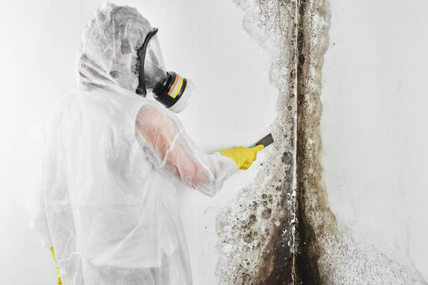 Best Attic Mold Removal  in Lake City, FL