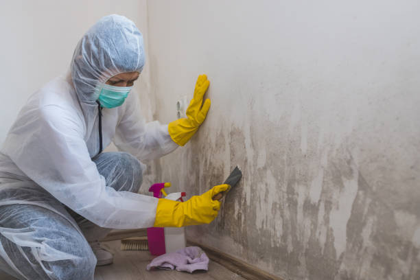 Attic Mold Removal in Lake City, FL