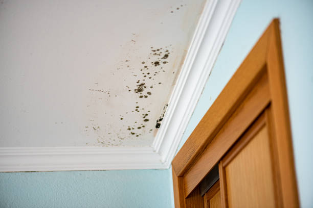 Best Black Mold Removal  in Lake City, FL
