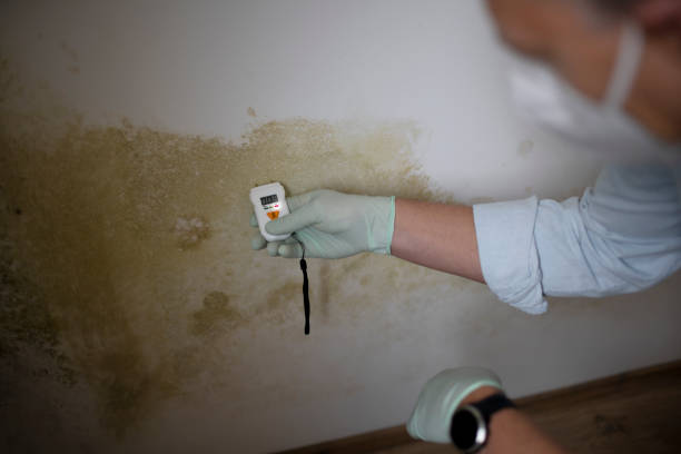 Reliable Lake City, FL Mold Removal Solutions