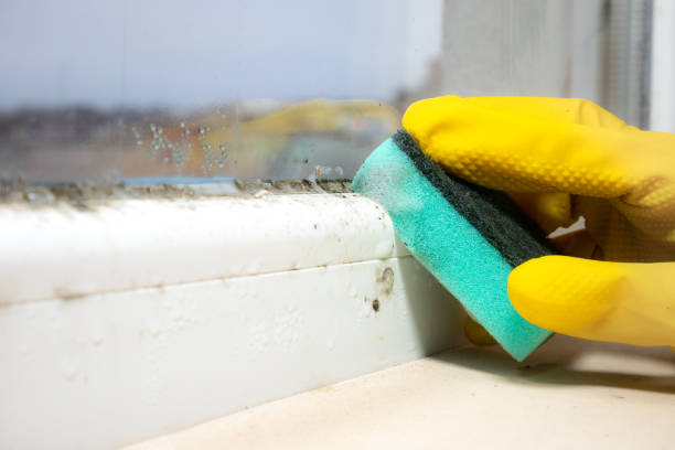 Best Toxic Mold Removal  in Lake City, FL