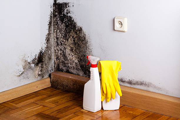 Best Crawl Space Mold Removal  in Lake City, FL